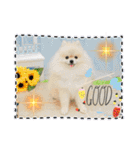 pomeranian kaito3（個別スタンプ：18）