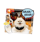 pomeranian kaito3（個別スタンプ：20）