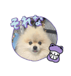 pomeranian kaito3（個別スタンプ：21）