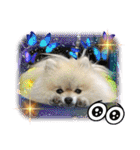 pomeranian kaito3（個別スタンプ：23）