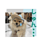 pomeranian kaito3（個別スタンプ：24）