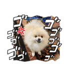 pomeranian kaito3（個別スタンプ：25）