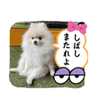 pomeranian kaito3（個別スタンプ：26）