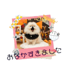 pomeranian kaito3（個別スタンプ：28）
