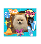 pomeranian kaito3（個別スタンプ：29）