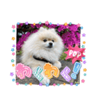 pomeranian kaito3（個別スタンプ：31）