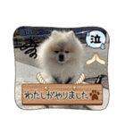 pomeranian kaito3（個別スタンプ：32）
