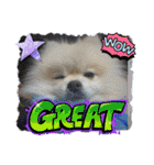 pomeranian kaito3（個別スタンプ：33）