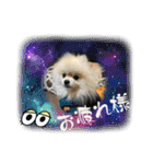 pomeranian kaito3（個別スタンプ：34）