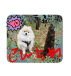 pomeranian kaito3（個別スタンプ：35）