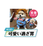 pomeranian kaito3（個別スタンプ：36）