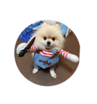 pomeranian kaito3（個別スタンプ：40）