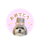 くぅたま 第2弾（個別スタンプ：4）