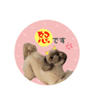 くぅたま 第2弾（個別スタンプ：12）
