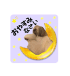 くぅたま 第2弾（個別スタンプ：13）