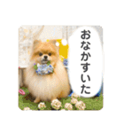 いつでも！レンくん（個別スタンプ：1）