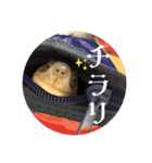 いつでも！レンくん（個別スタンプ：5）