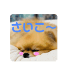 いつでも！レンくん（個別スタンプ：6）