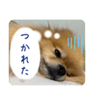 いつでも！レンくん（個別スタンプ：7）