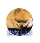 いつでも！レンくん（個別スタンプ：8）