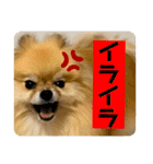 いつでも！レンくん（個別スタンプ：10）