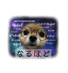 いつでも！レンくん（個別スタンプ：11）