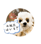 いつでも！レンくん（個別スタンプ：12）