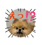 いつでも！レンくん（個別スタンプ：13）
