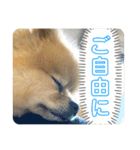いつでも！レンくん（個別スタンプ：14）