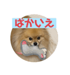 いつでも！レンくん（個別スタンプ：15）