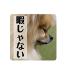 いつでも！レンくん（個別スタンプ：16）