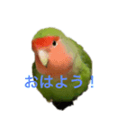 俺様インココロちゃん（個別スタンプ：1）