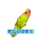 俺様インココロちゃん（個別スタンプ：3）