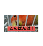 俺様インココロちゃん（個別スタンプ：6）