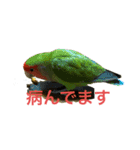 俺様インココロちゃん（個別スタンプ：8）