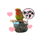 俺様インココロちゃん（個別スタンプ：12）