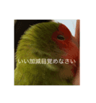 俺様インココロちゃん（個別スタンプ：13）