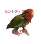 俺様インココロちゃん（個別スタンプ：15）