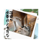 柴犬キバ蔵  肆（個別スタンプ：7）