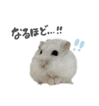 おもちの日常すたんぷ（個別スタンプ：11）
