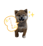 豆柴サクの日常。Part1（個別スタンプ：3）