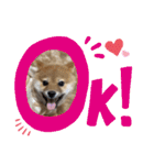 豆柴サクの日常。Part1（個別スタンプ：10）
