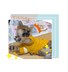 豆柴サクの日常。Part1（個別スタンプ：16）