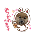豆柴サクの日常。Part1（個別スタンプ：17）