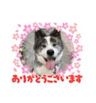 秋田犬の銀ちゃん3（個別スタンプ：3）