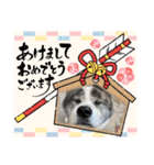 秋田犬の銀ちゃん3（個別スタンプ：38）