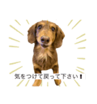 ミニチュアダックスりんのお仕事シリーズ（個別スタンプ：1）