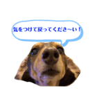 ミニチュアダックスりんのお仕事シリーズ（個別スタンプ：2）
