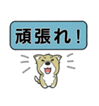 吹き出しシバ犬君（個別スタンプ：36）