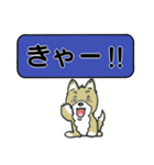 吹き出しシバ犬君（個別スタンプ：40）